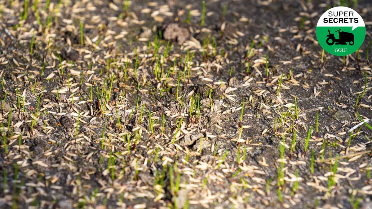 Grass seedlings sprouting in a new lawn.